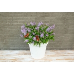 Image de Buddleja Butterfly Candy® 'Little Lila' (PBR)