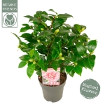 Image de Camellia jap. 'Bonomiana'