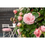 Image de Camellia jap. 'Bonomiana'