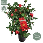 Image de Camellia jap. 'Dr. King'