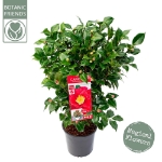 Image de Camellia jap. 'Dr. King'