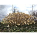 Image de Edgeworthia chrysantha 'Honey Sunshine’