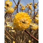 Image de Edgeworthia chrysantha 'Honey Sunshine’