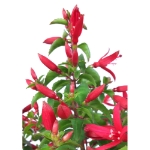 Image de Fuchsia 'Chilli Red' (PBR)