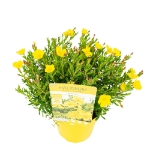 Image de Halimium lib. 'April Sun' (PBR)