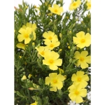 Image de Halimium lib. 'April Sun' (PBR)