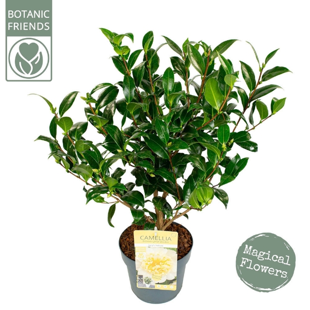Image de Camellia jap. 'Jury's Yellow'