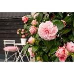 Image de Camellia jap. 'Bonomiana'
