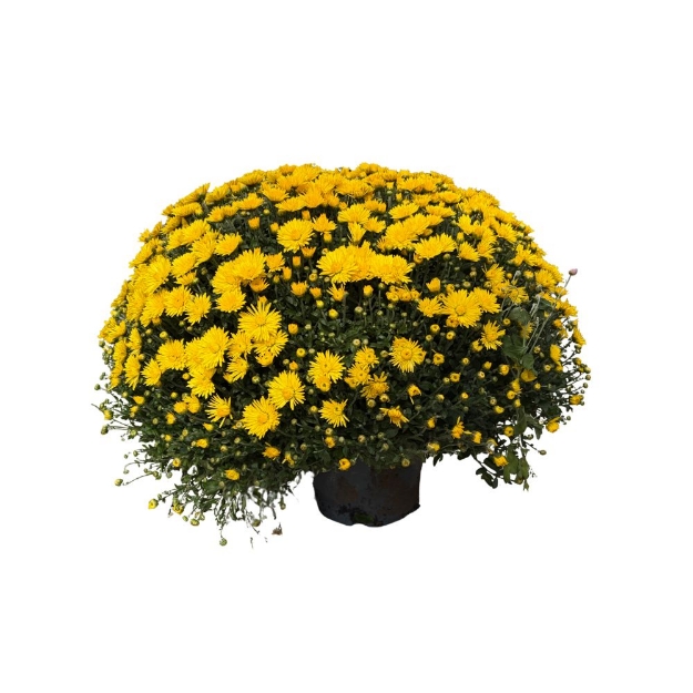 Image de CHRYSANTHÈME UNICOLORE - POT 19 CM