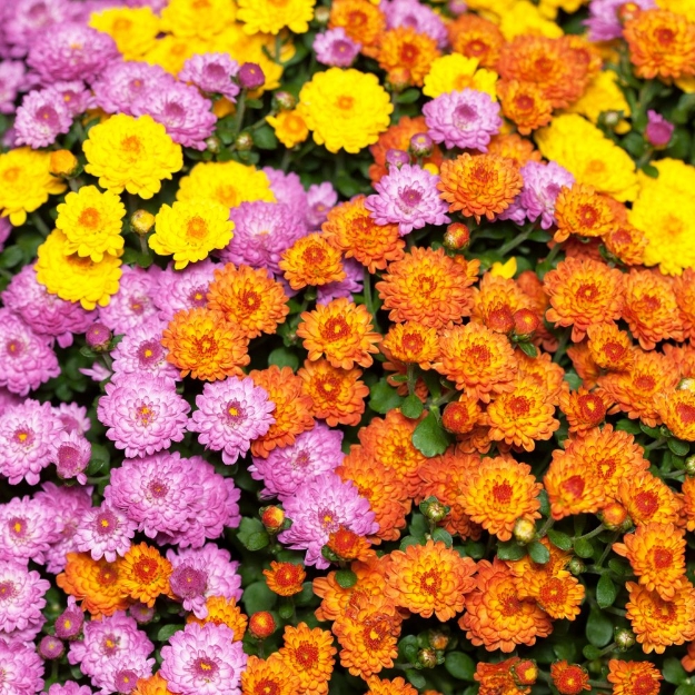 Image de CHRYSANTHEME UNICOLORE OU TRICOLORE - COUPELLE 23 CM