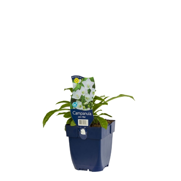 Image de Campanula pers. 'Alba' - pot de 11 cm.