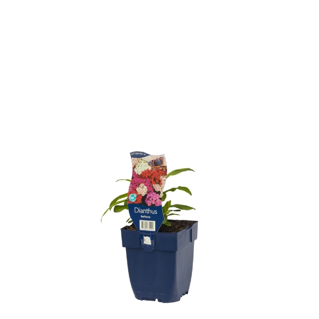 Image de Dianthus barbatus - pot de 11 cm.
