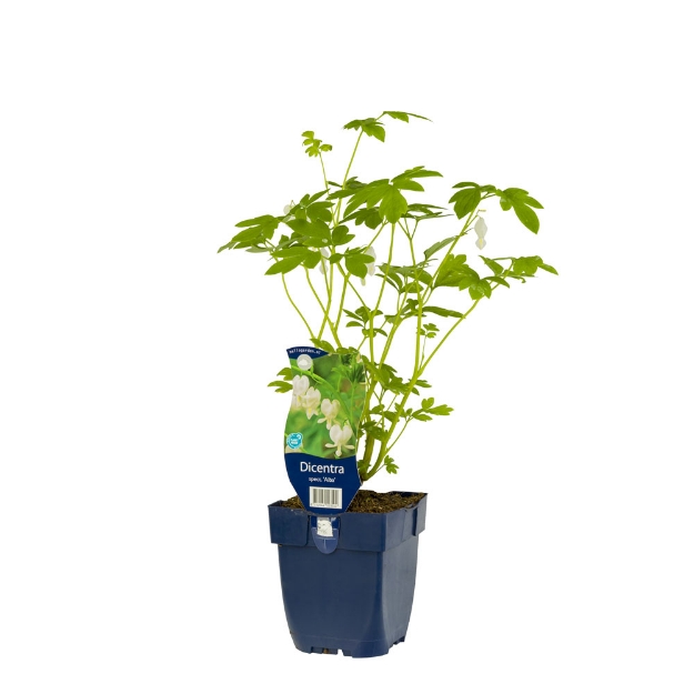 Image de Dicentra spectabilis 'Alba' - pot de 11 cm.