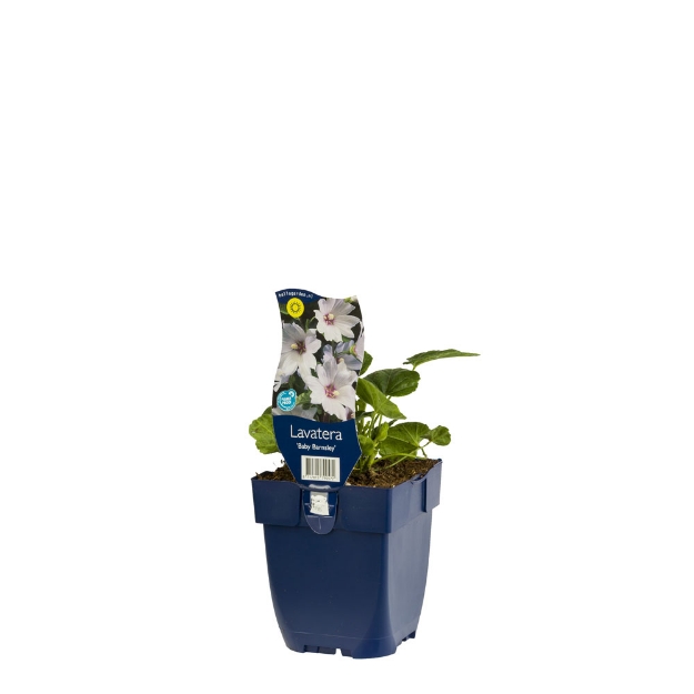 Image de Lavatera 'Baby Barnsley' - pot de 11 cm.