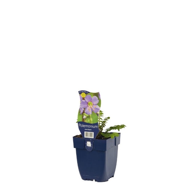 Image de Polemonium caeruleum - pot de 11 cm.