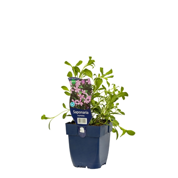Image de Saponaria ocymoides - pot de 11 cm.