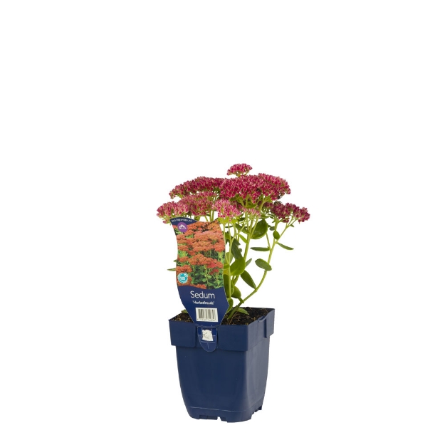 Image de Sedum 'Herbstfreude' - pot de 11 cm.