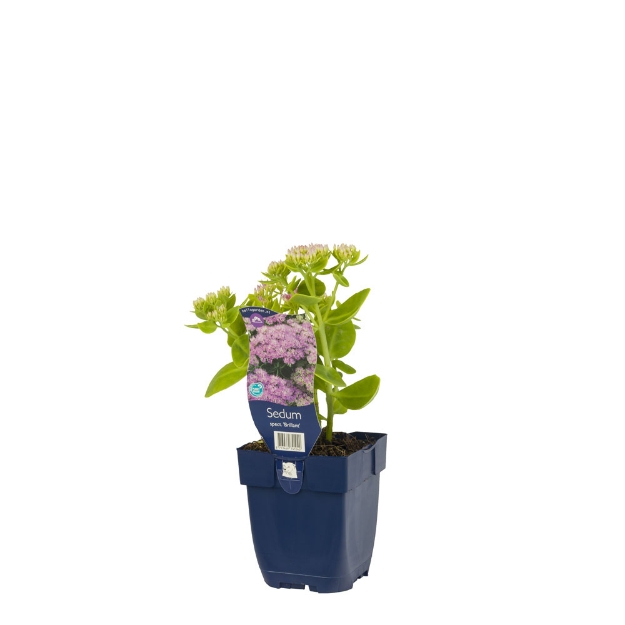Image de Sedum spectabile 'Brillant' - pot de 11 cm.