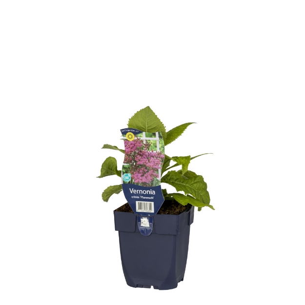 Image de Tiarella cordifolia - pot de 11 cm.