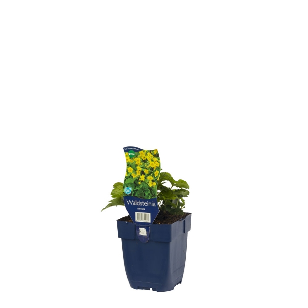 Image de Waldsteinia ternata - pot de 11 cm.