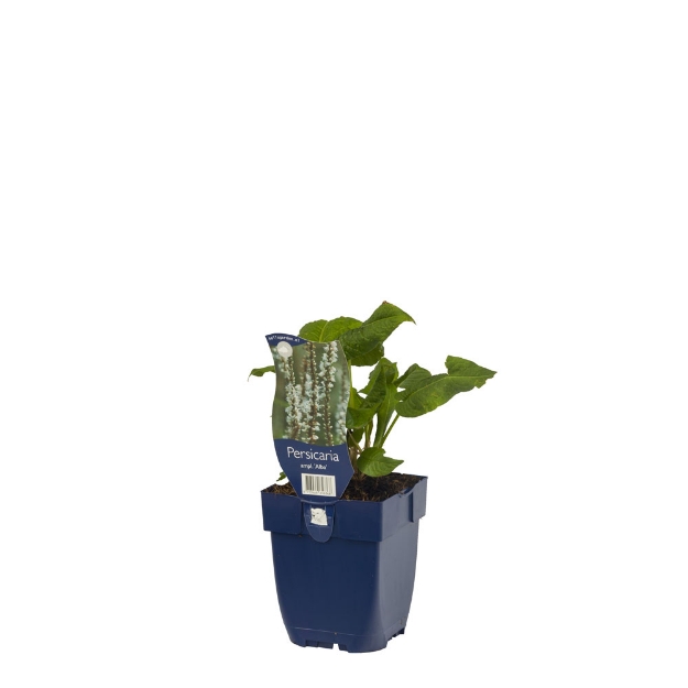 Image de Persicaria ampl. 'Alba' - pot de 11 cm.