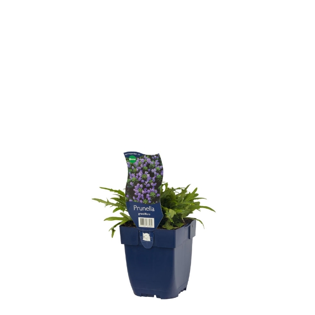 Image de Prunella grandiflora - pot de 11 cm.