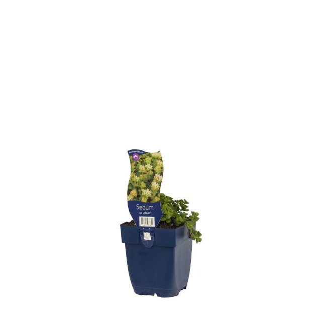 Image de Sedum spur. 'Album' - pot de 11 cm.