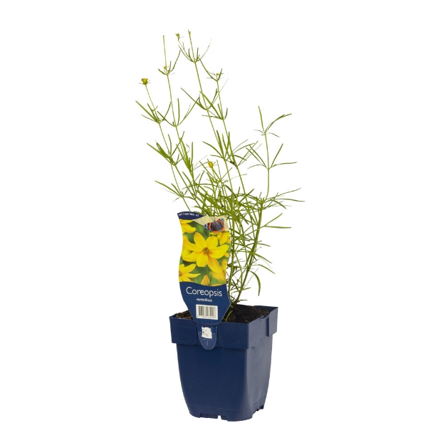 Image de Coreopsis verticillata - pot de 11 cm.