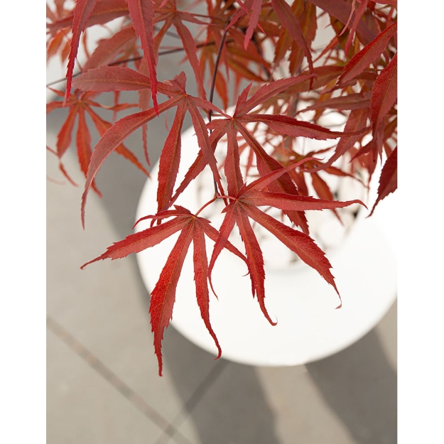 Image de Acer palm. 'Pevé Dave'