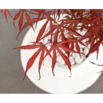 Image de Acer palm. 'Pevé Dave'