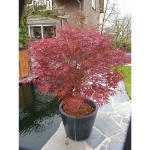 Image de Acer palm. 'Pevé Dave'
