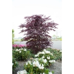 Image de Acer palm. 'Black Lace' (PBR)