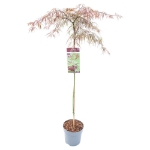 Image de Acer palm. 'Inaba-shidare'