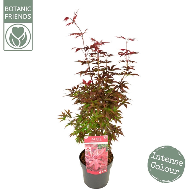 Image de Acer palm. 'Twombly's Red Sentinel'