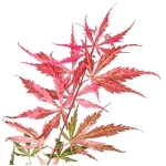Image de Acer palm. 'Extravaganza' (PBR)