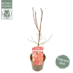 Image de Acer palm. 'Little Red'