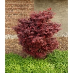 Image de Acer palm. 'Little Red'
