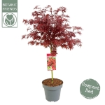 Image de Acer palm. 'Shaina'