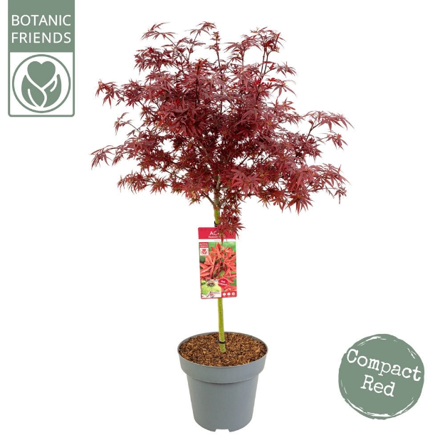 Image de Acer palm. 'Shaina'