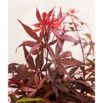 Image de Acer palm. 'Shaina'