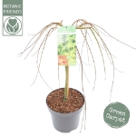 Image de Acer palm. 'Ryusen' (PBR)
