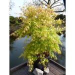 Image de Acer palm. 'Katsura'