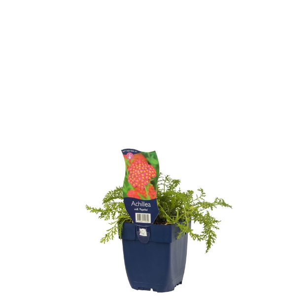 Image de Achillea mill. 'Paprika' - pot de 11 cm.