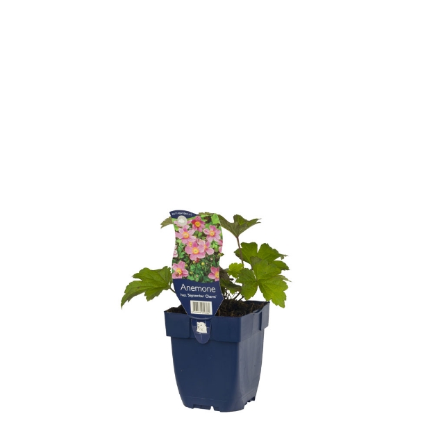 Image de Anemone hup. 'September Charm' - pot de 11 cm.