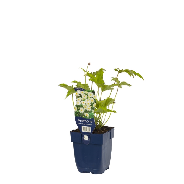 Image de Anemone hybr. 'Hon. Jobert' - pot de 11 cm.