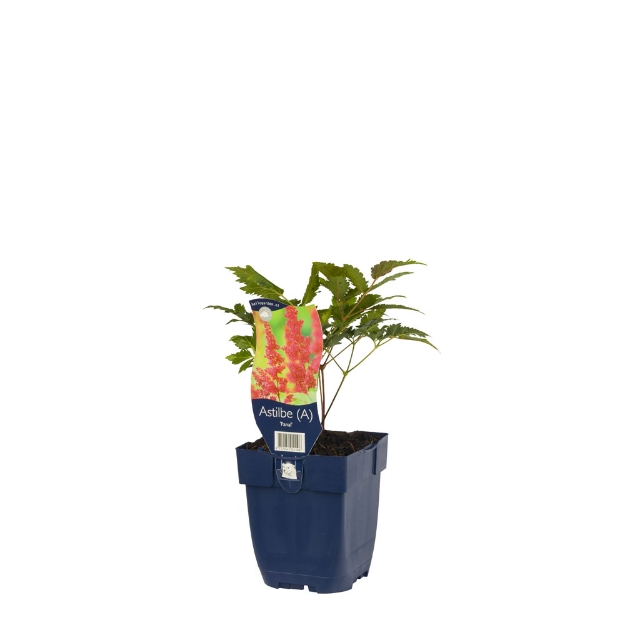 Image de Astilbe (A) 'Fanal' - pot de 11 cm.