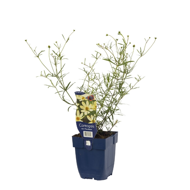 Image de Coreopsis vert. 'Moonbeam' - pot de 11 cm.