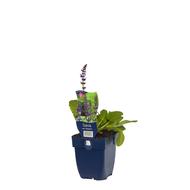 Image de Salvia nem. 'Mainacht' - pot de 11 cm.