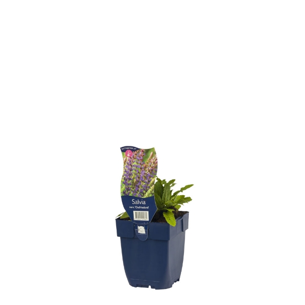 Image de Salvia nem. 'Ostfriesland' - pot de 11 cm.