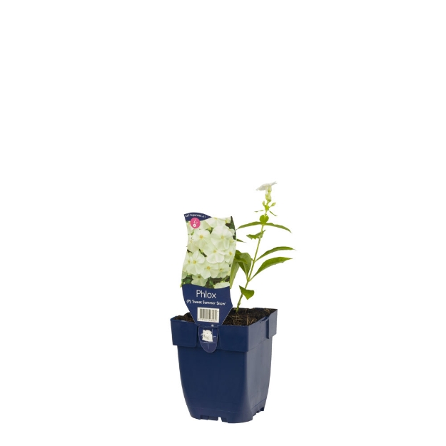 Image de Phlox (P) 'Sw. Summer Snow' - pot de 11 cm.